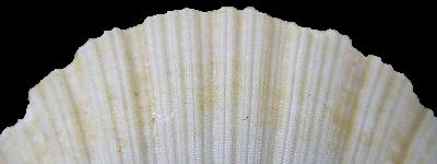 Pecten waikikius